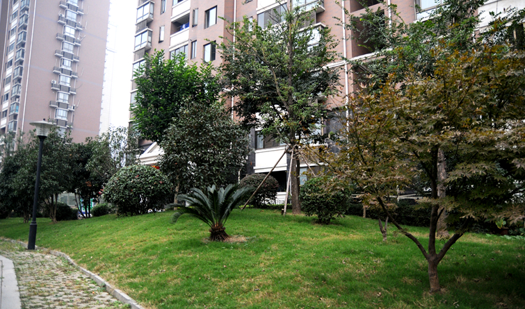 改造后,華亭陽光綠洲小區綠植繁茂錯落有致